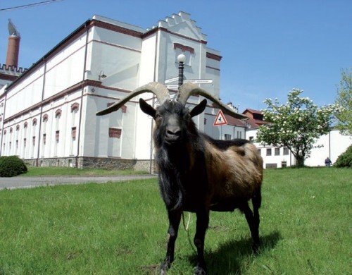 Велке Поповице (Velké Popovice)