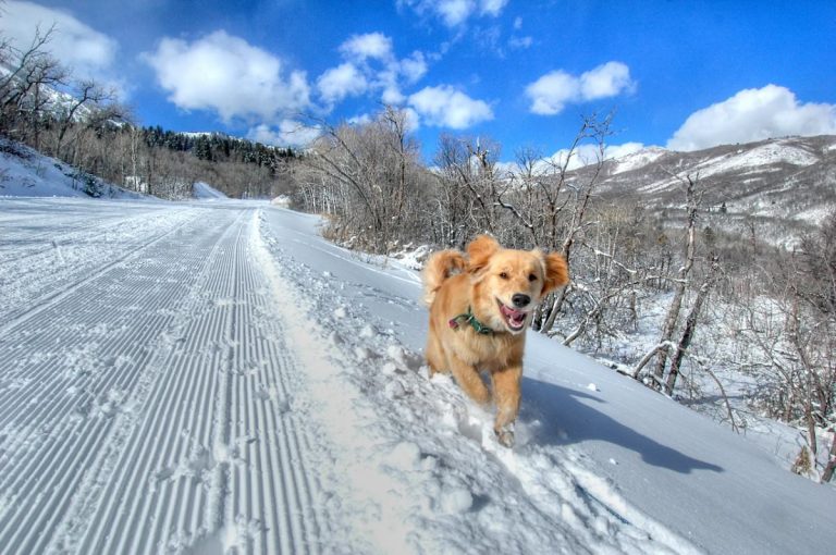 Горнолыжный курорт Люберец (Liberec)