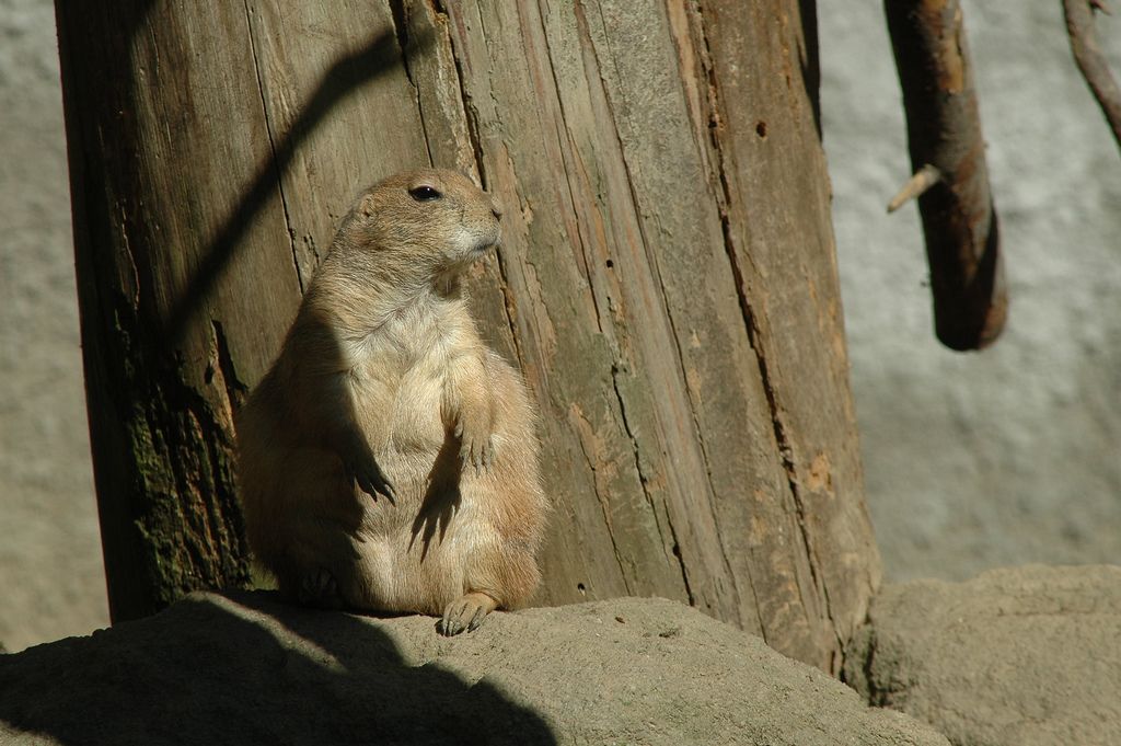 Зоопарк в Дечине (Zoologická zahrada Děčín или ZOO DĚČÍN)