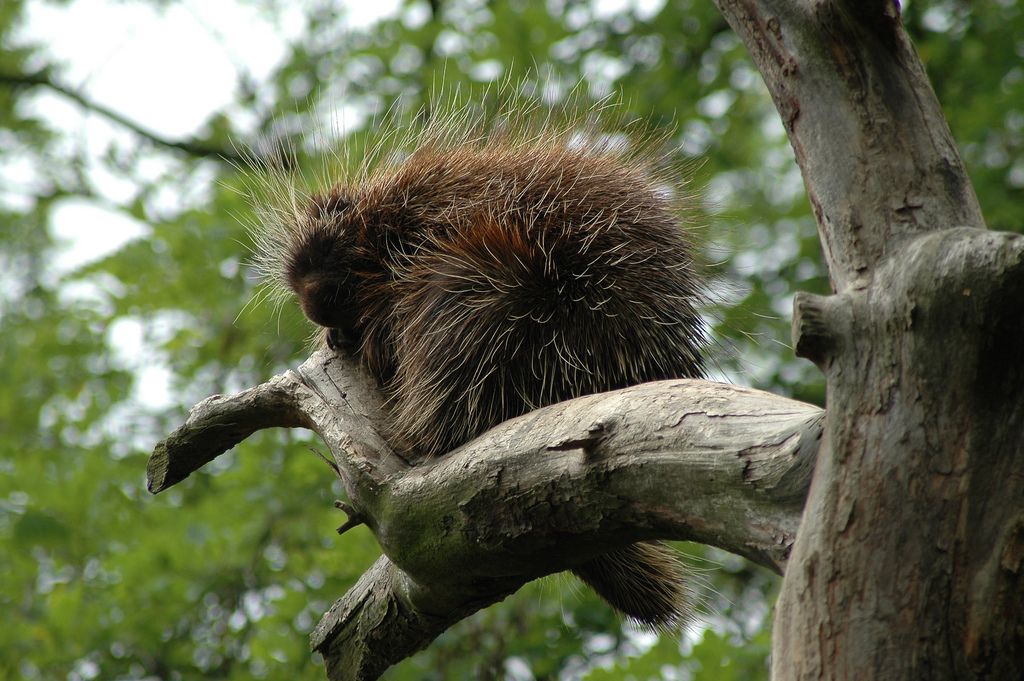 Зоопарк в Дечине (Zoologická zahrada Děčín или ZOO DĚČÍN)