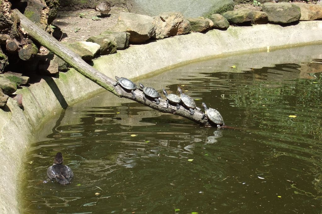 Зоопарк в Дечине (Zoologická zahrada Děčín или ZOO DĚČÍN)