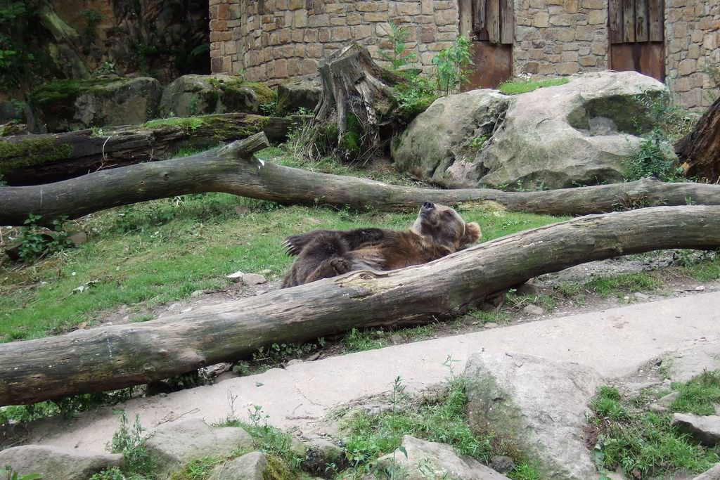 Зоопарк в Дечине (Zoologická zahrada Děčín или ZOO DĚČÍN)