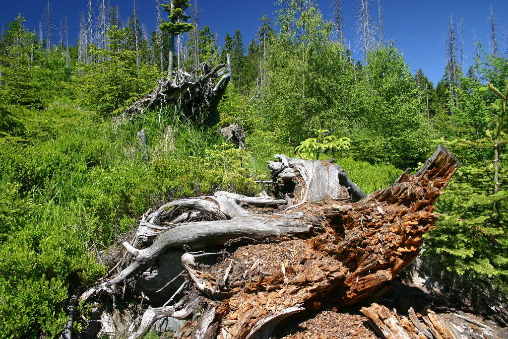Национальный парк Шумава (Národní park Šumava) Чехия