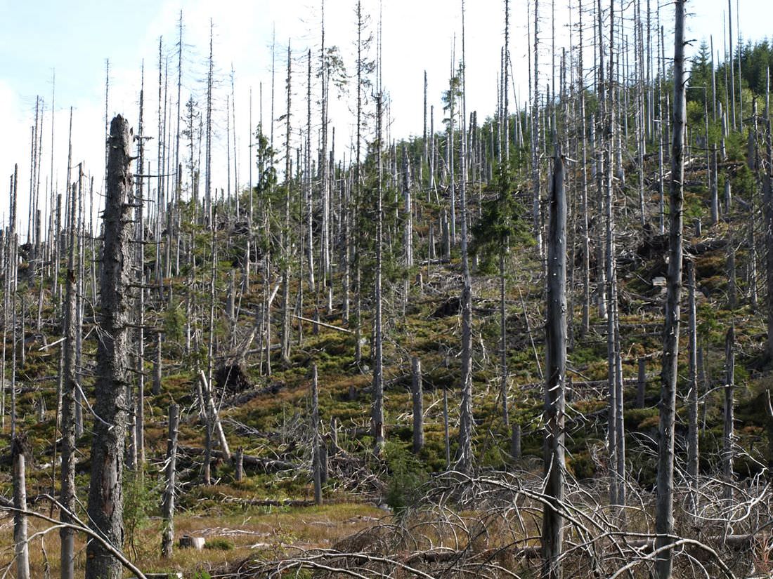 Национальный парк Шумава (Národní park Šumava) Чехия
