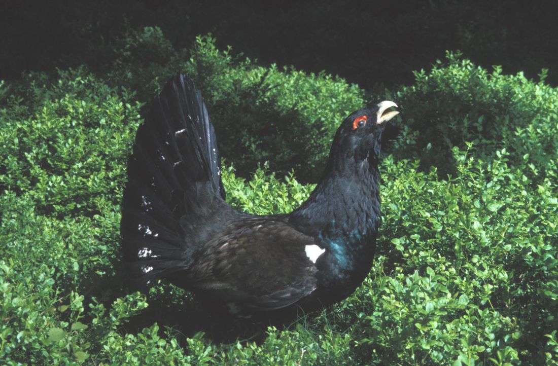Национальный парк Шумава (Národní park Šumava) Чехия