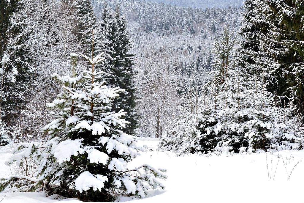 Национальный парк Шумава (Národní park Šumava) Чехия