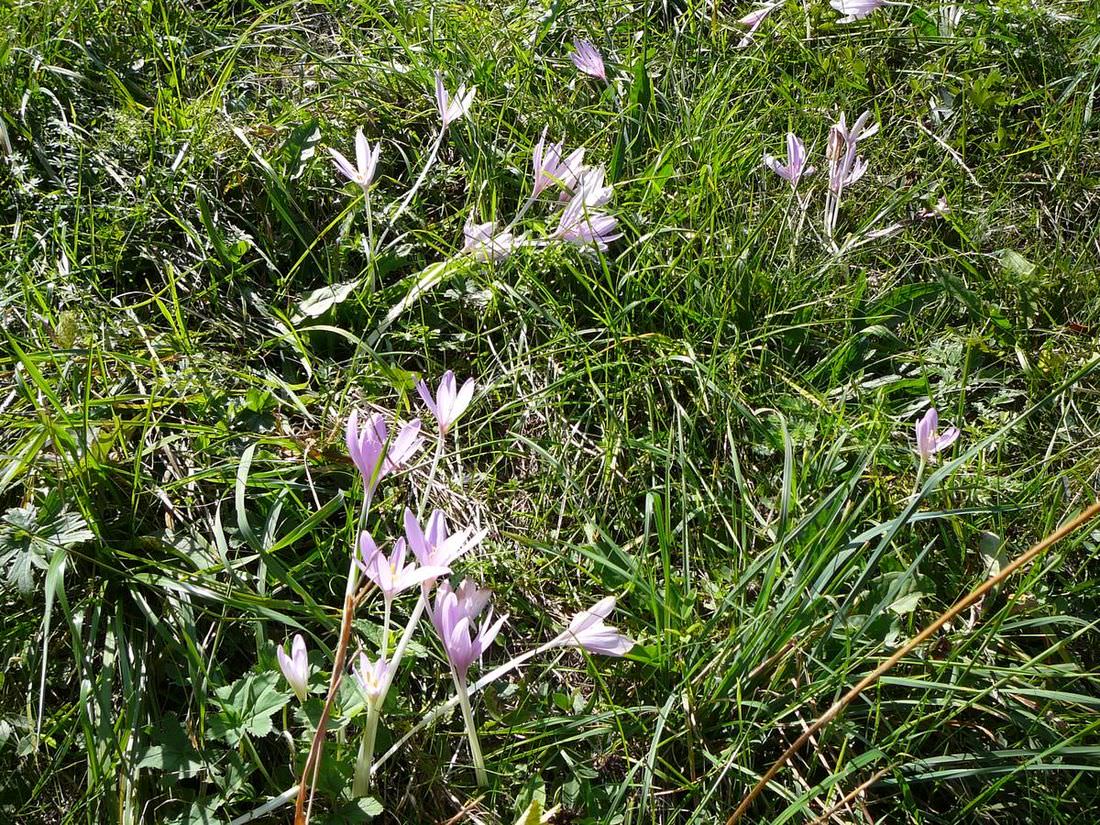 Белые Карпаты (Bílé Karpaty)