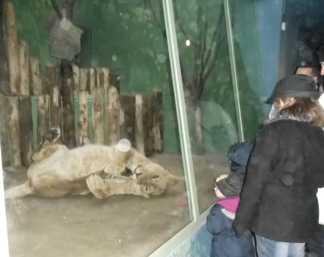 Зима в пражском зоопарке