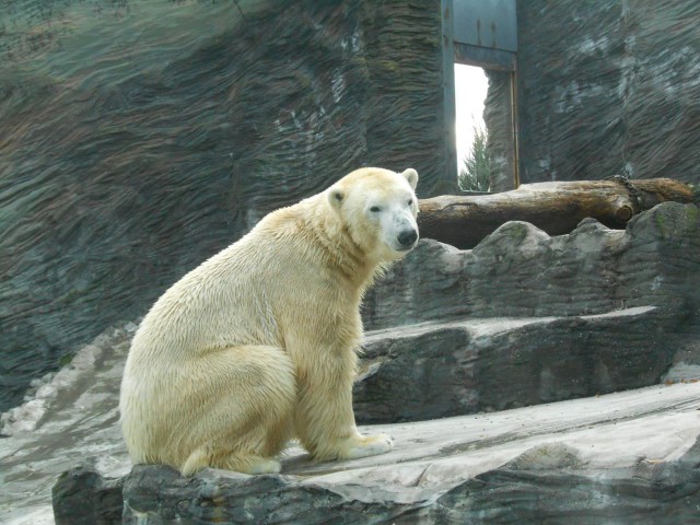 Зима в пражском зоопарке (отчет Андрея)