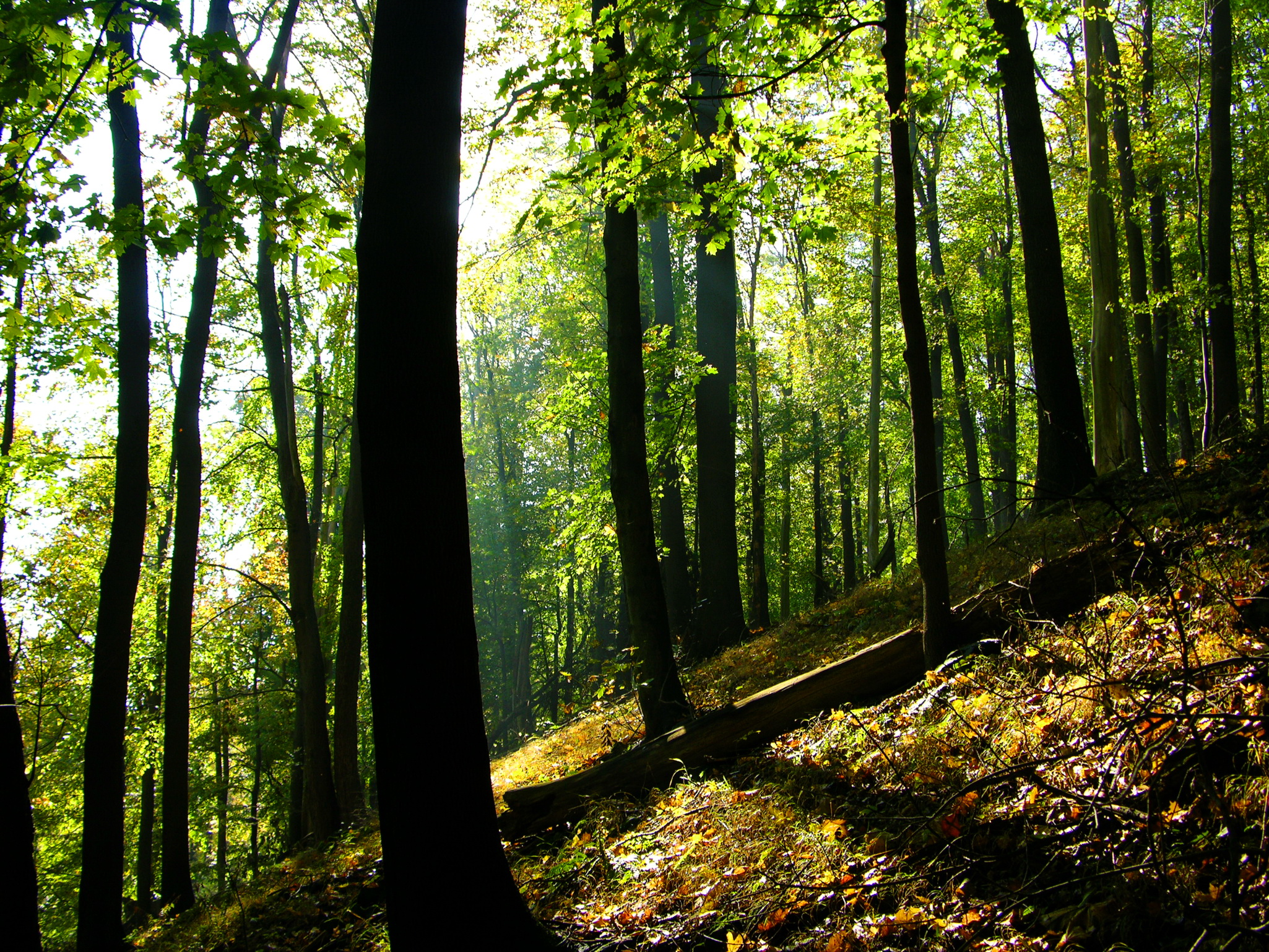 Буковый лес на холме