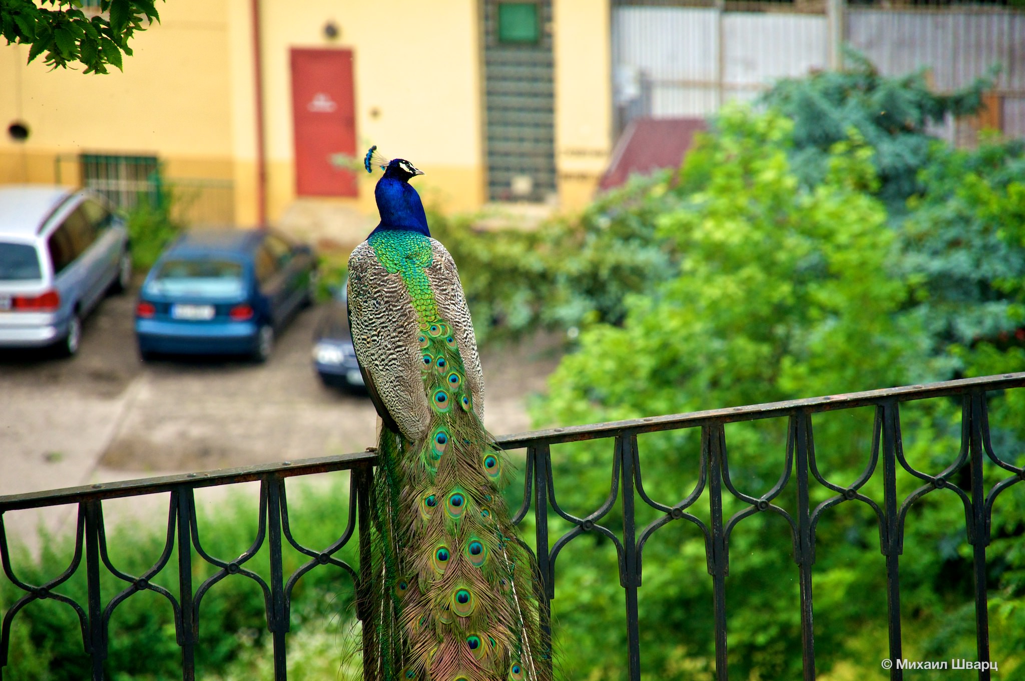 Павлин скучает