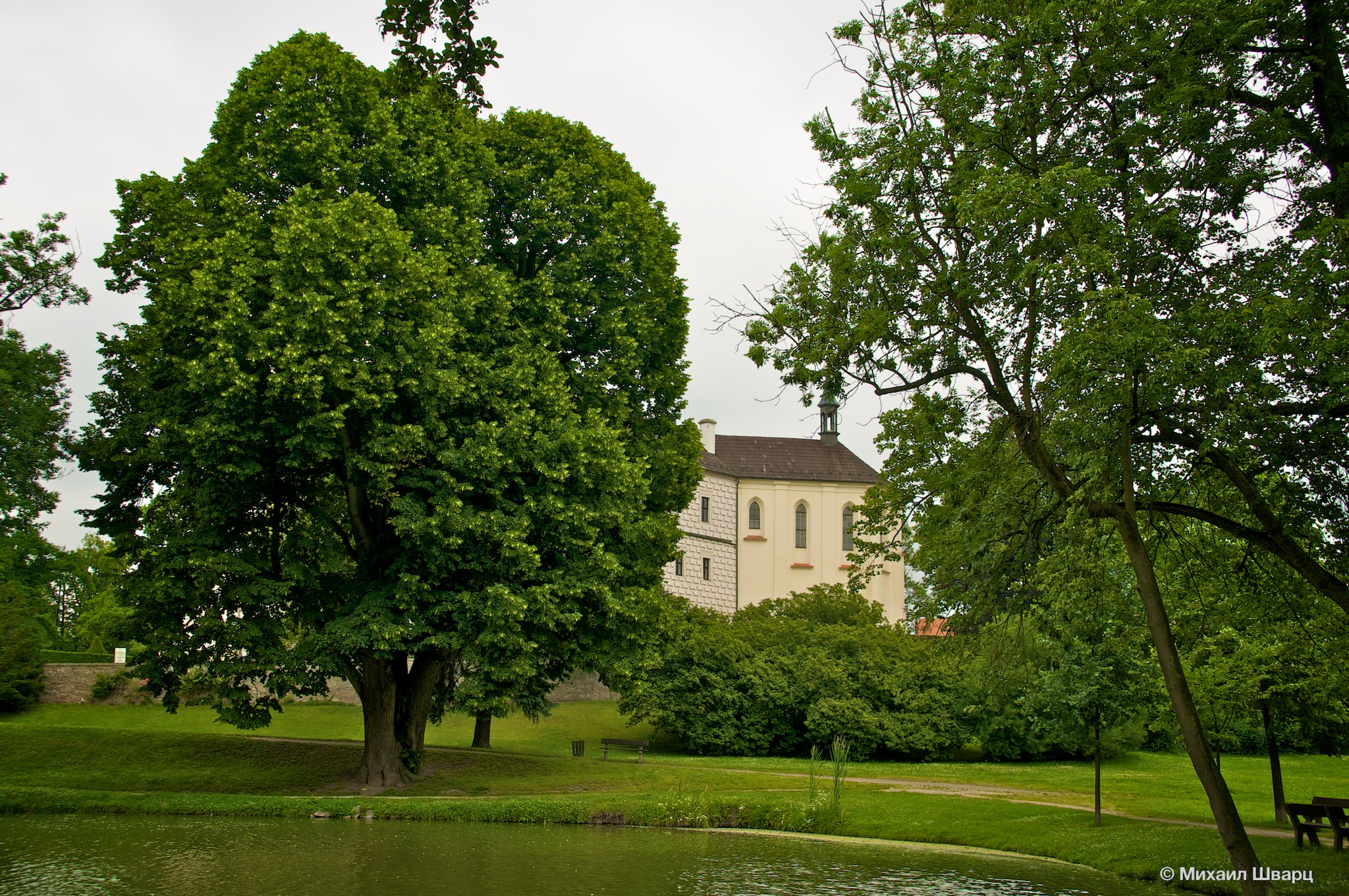 Красивое дерево в Парке