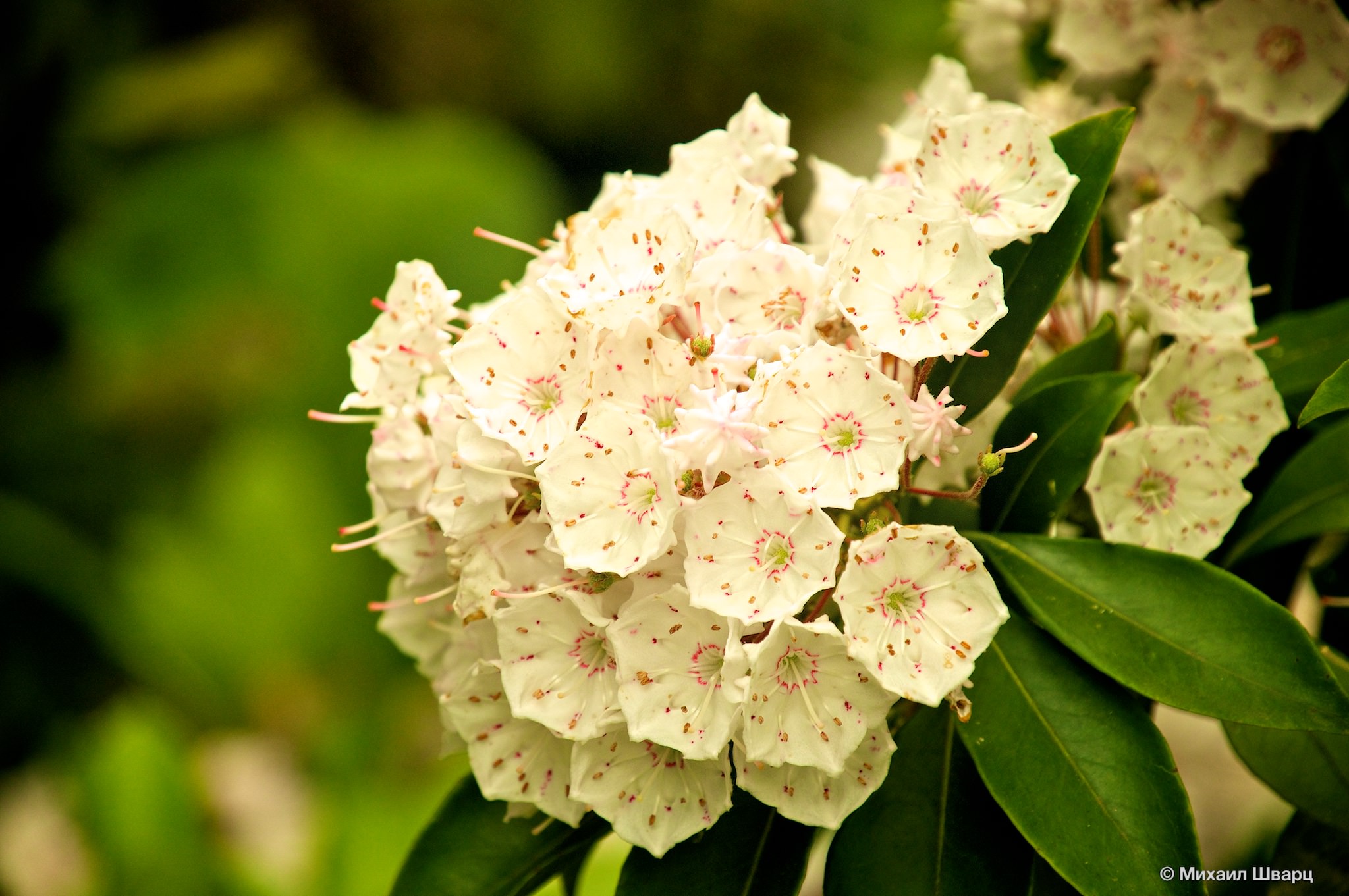 Цветы на деревьях