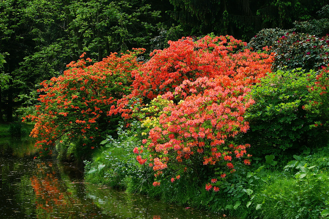 Рододендроны