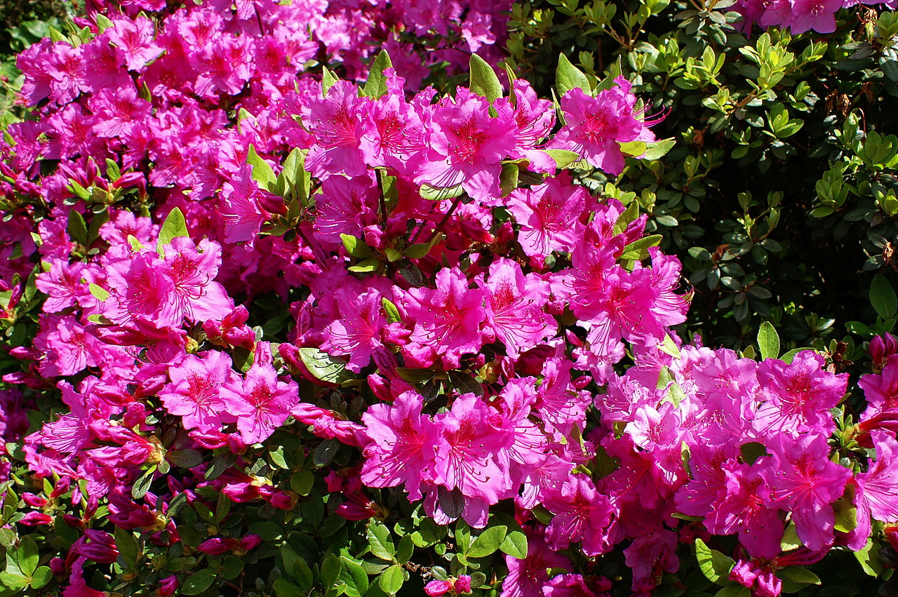 Еще рододендроны