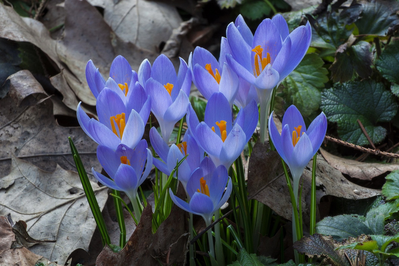 Альпинарий