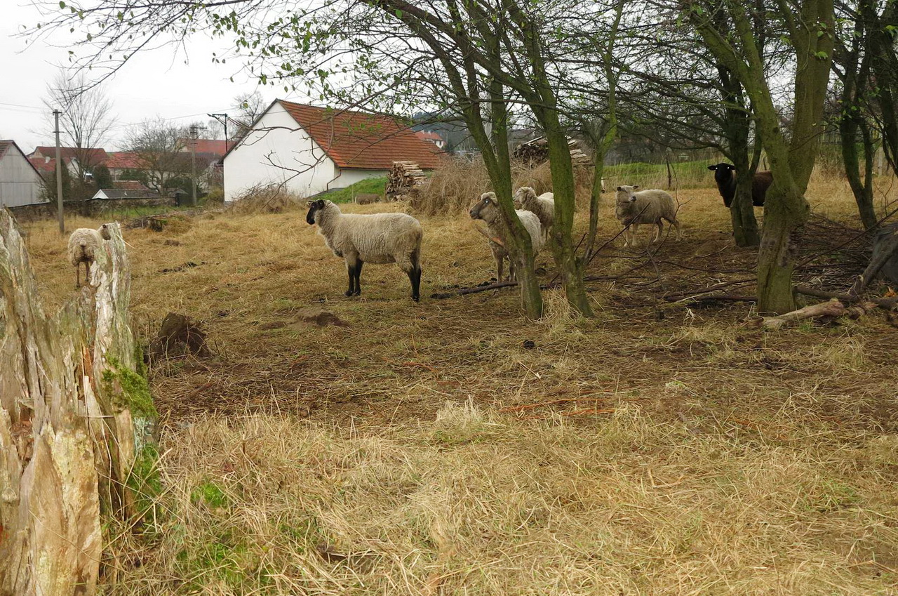 В деревне Чешской Сибири