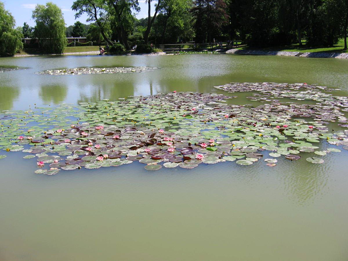 Кувшинки и лилии на пруду