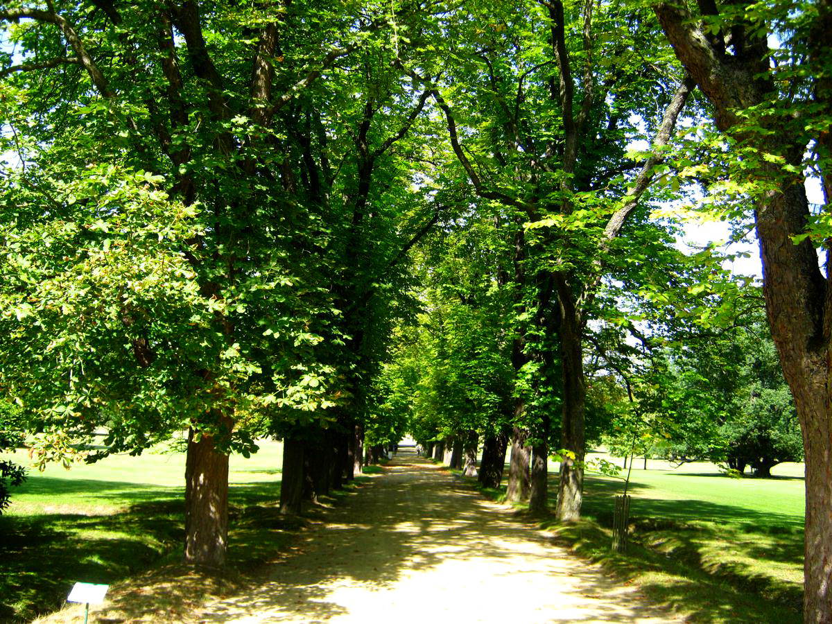 Аллея в парке