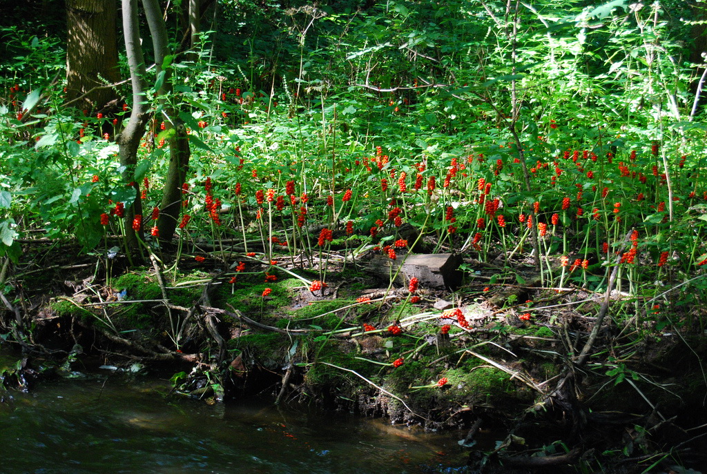 Парк Дивока Шарка