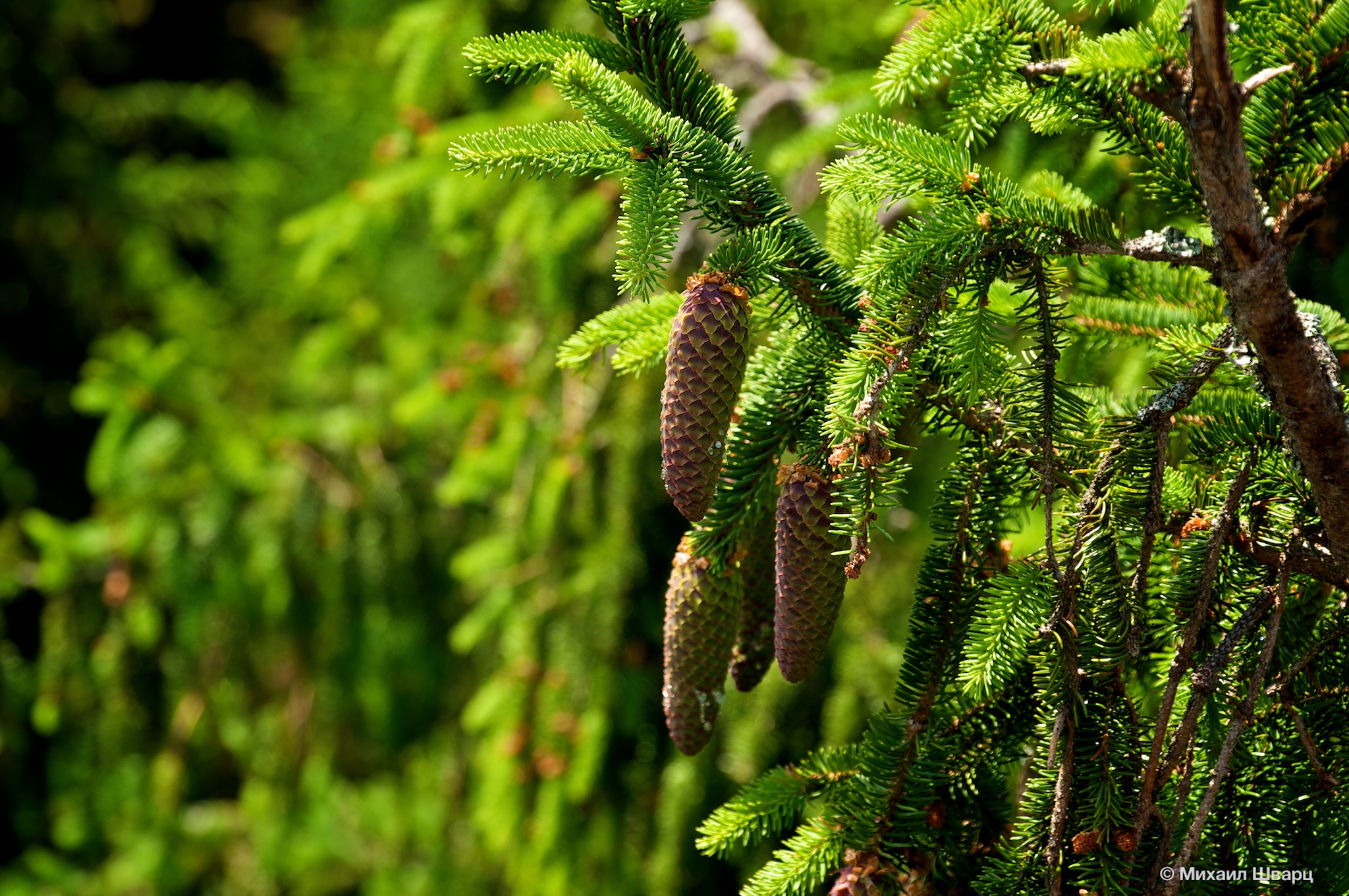 Верхушка елки