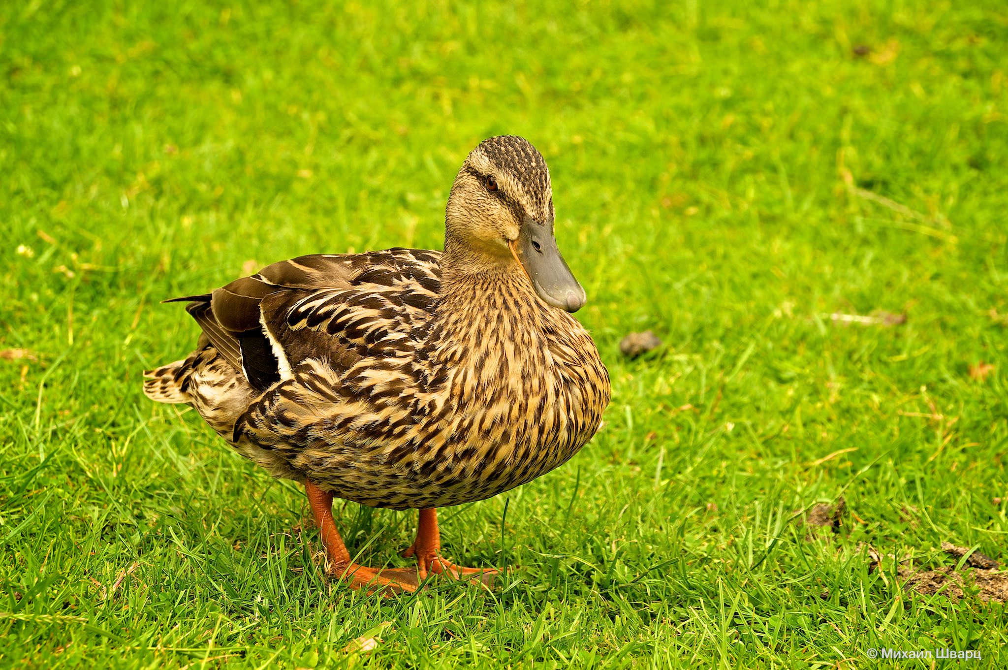Жительница парка