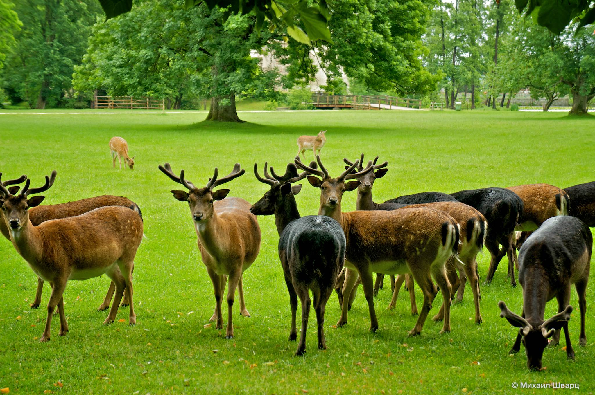 Олени в парке