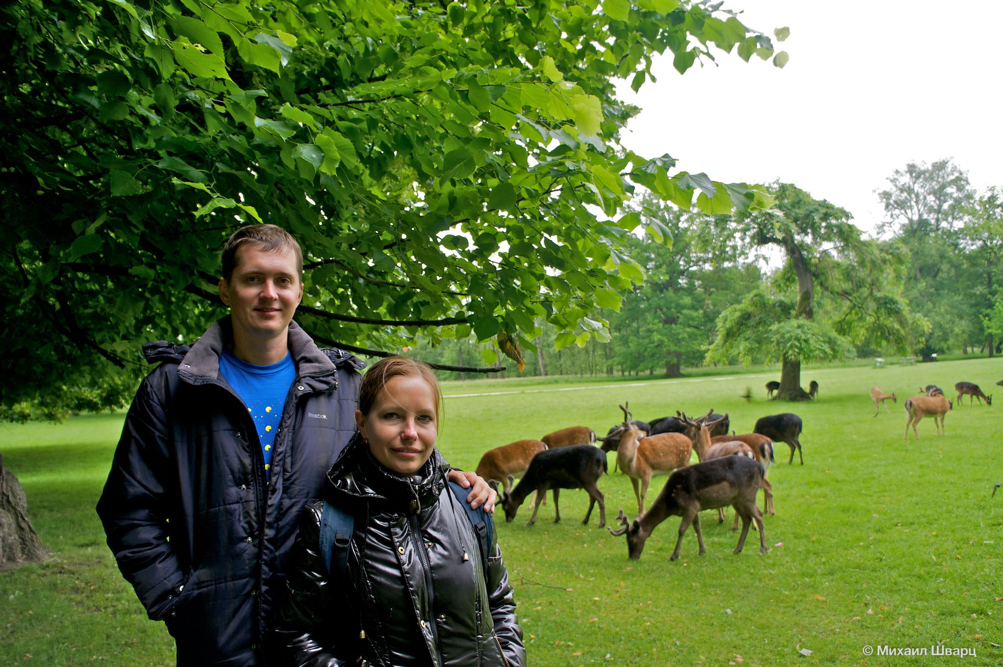 В гостях у оленей