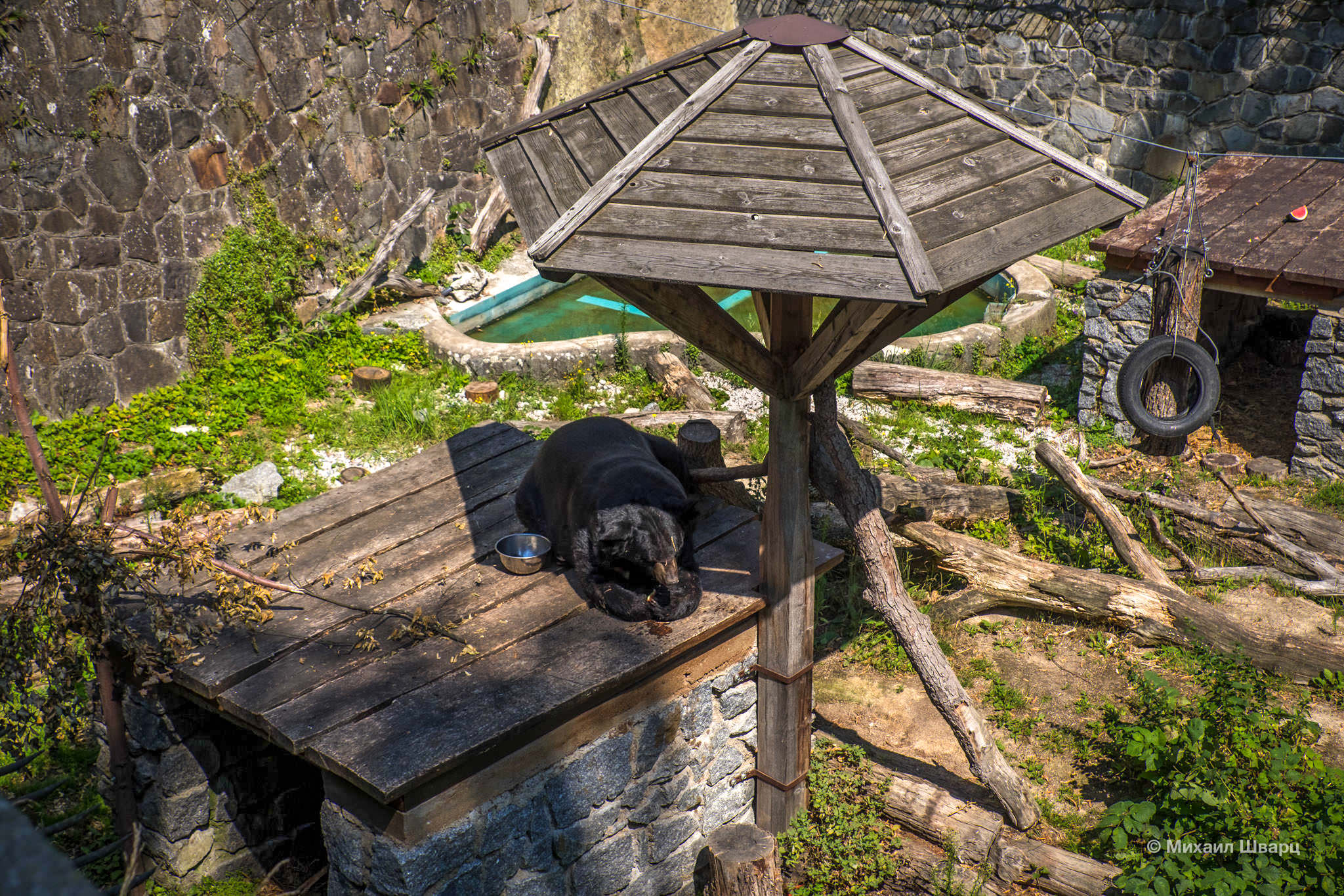В Конопиште живет медведь