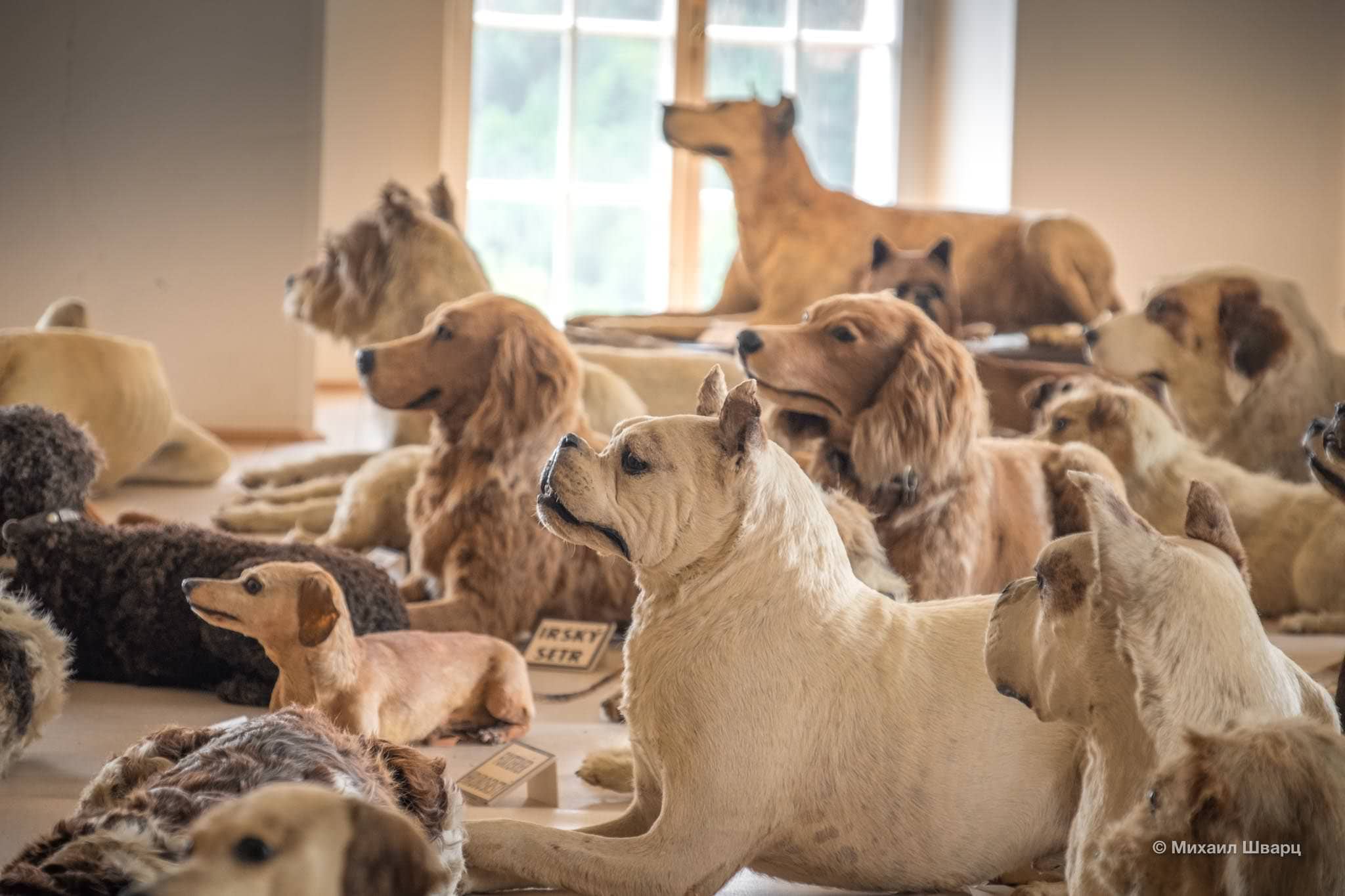 Чучела собачек