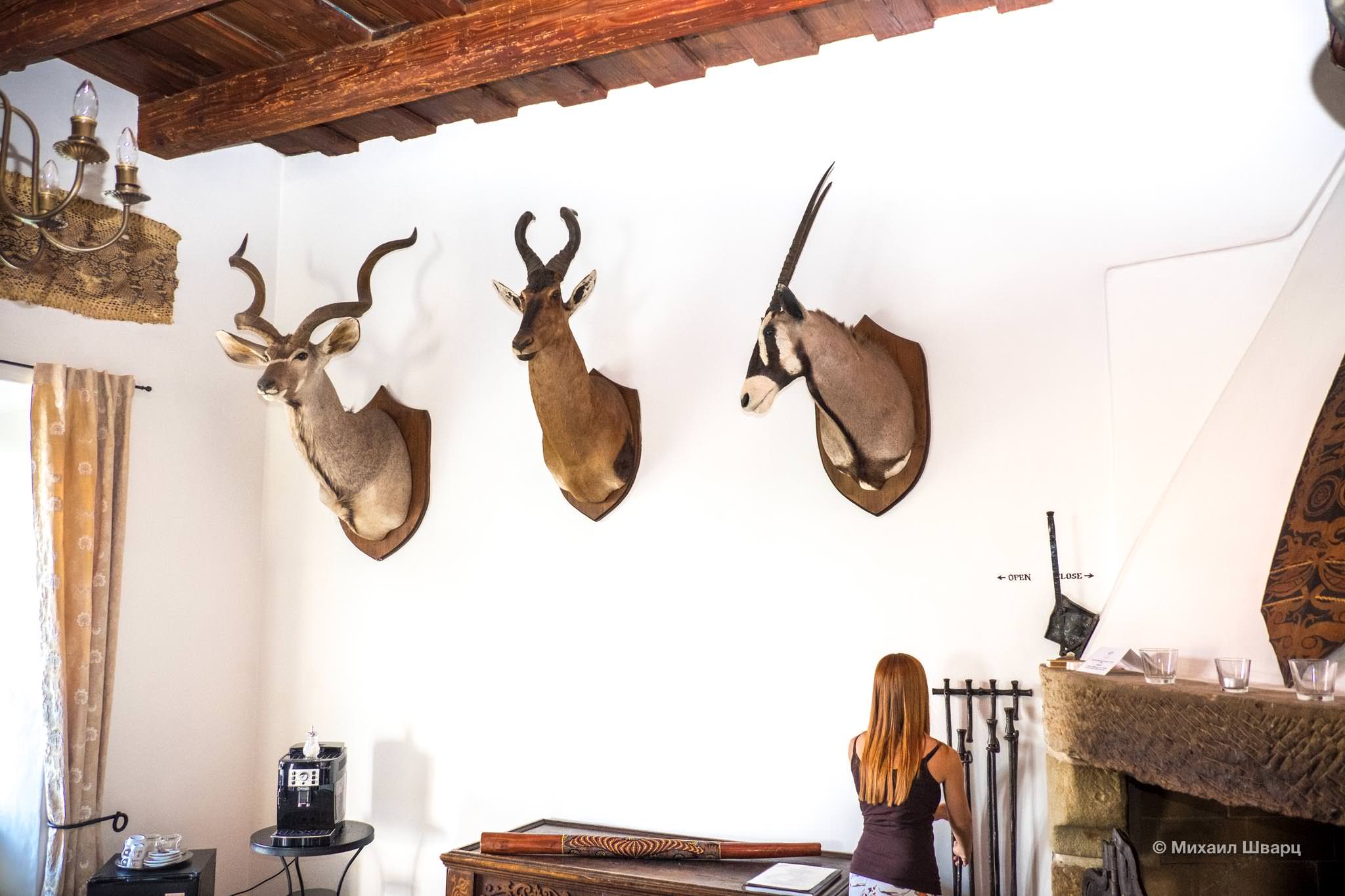 Головы африканских животных