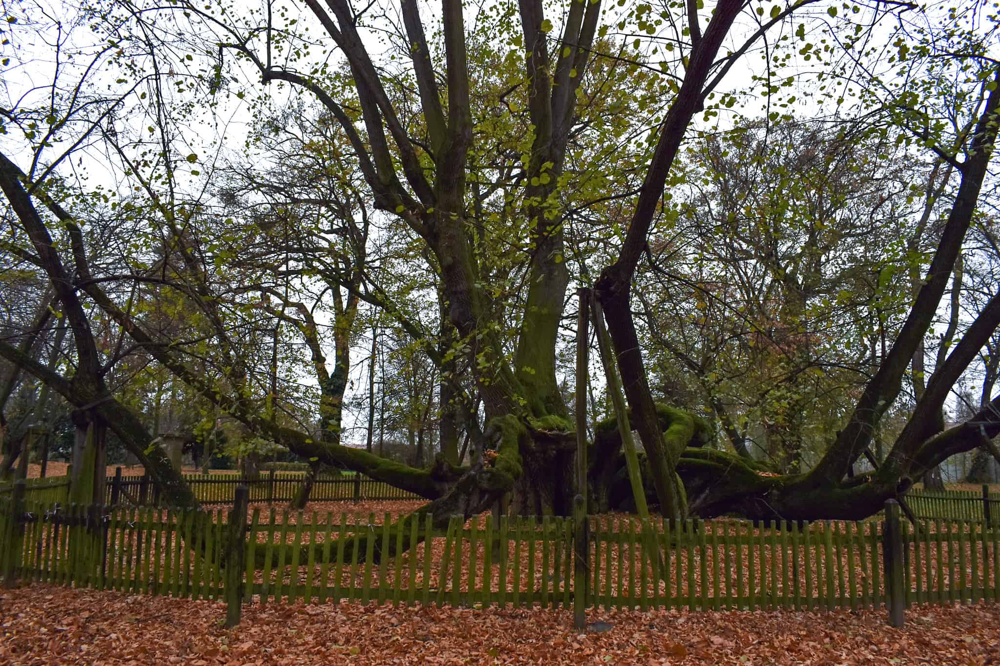 Липа Бзенец