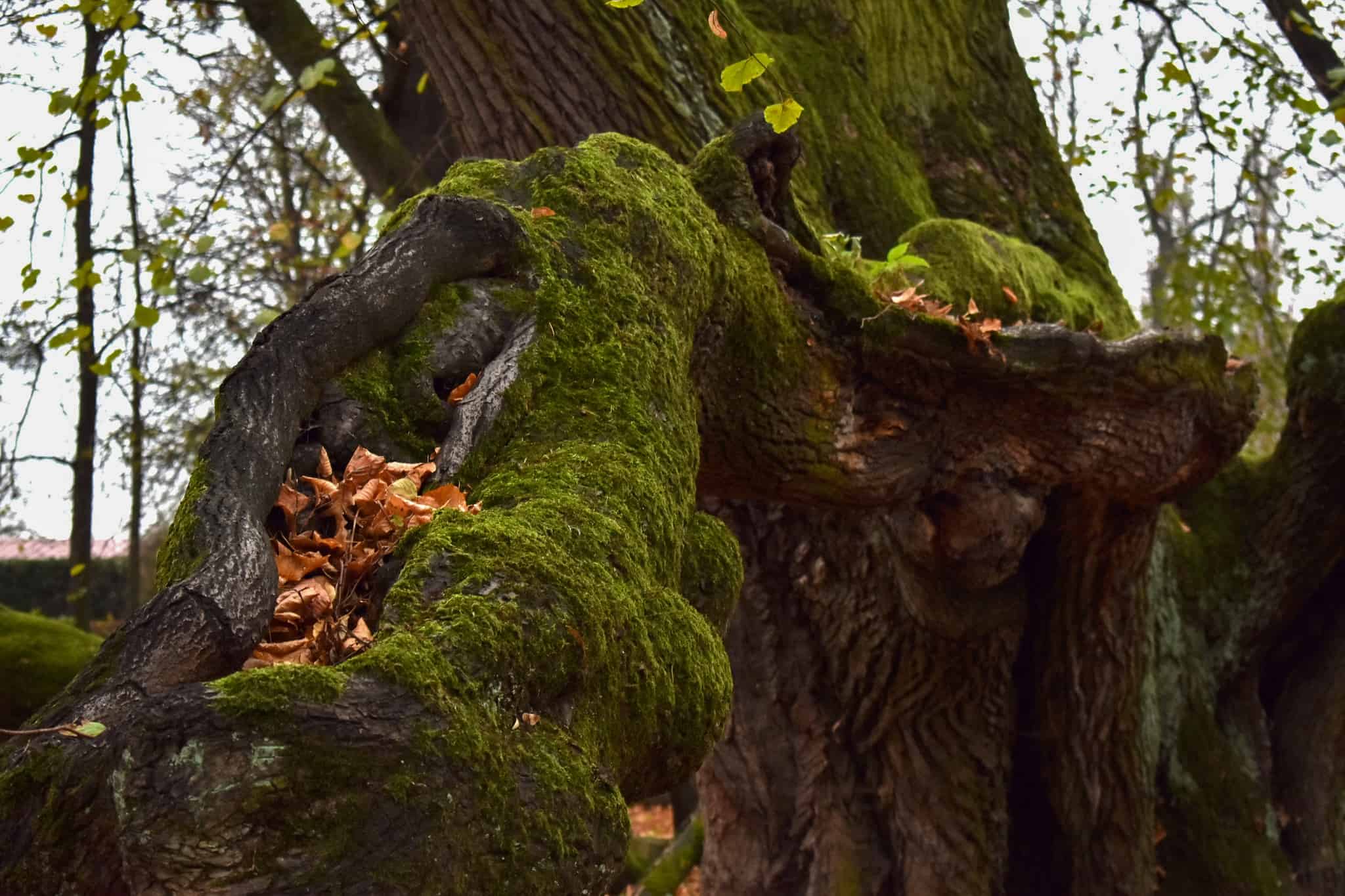 Древний ствол липы
